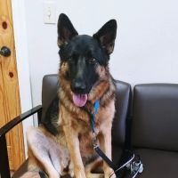 Alma Animal Clinic ico