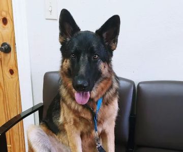 Alma Animal Clinic