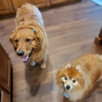 Greenwood Vet Clinic ico