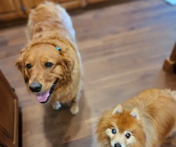 Greenwood Vet Clinic