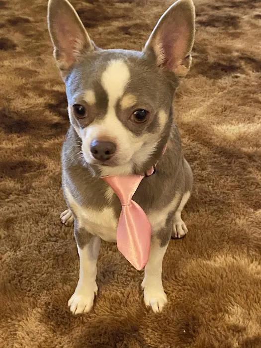 South County Animal Hospital, A Thrive Pet Healthcare Partner 4