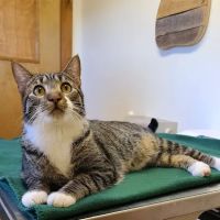 Wiscasset Veterinary Hospital ico
