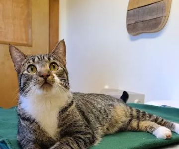 Wiscasset Veterinary Hospital