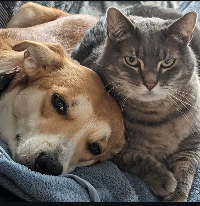 Atlantic Veterinary Care 3