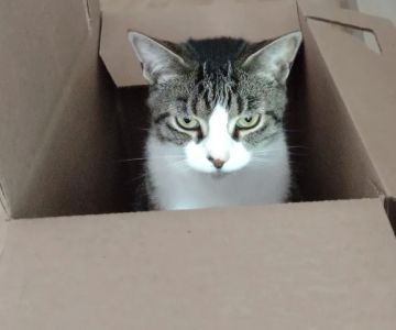 Atlantic Veterinary Care
