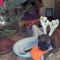 Damariscotta Veterinary Clinic ico