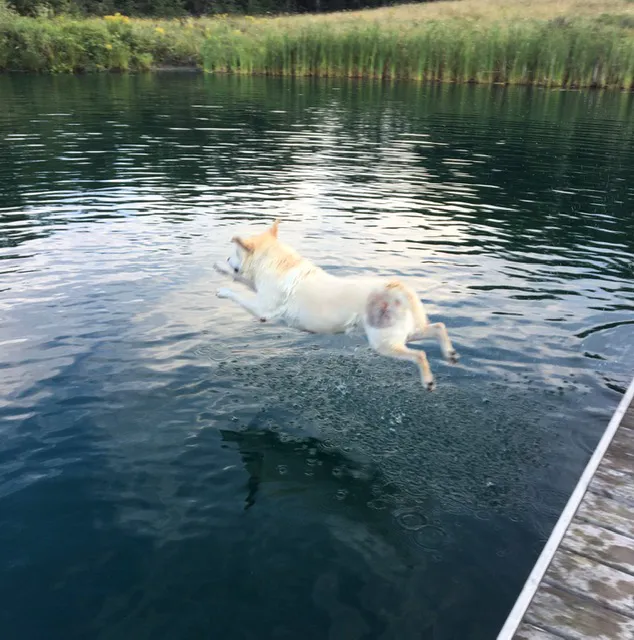 Boothbay Animal Hospital 8