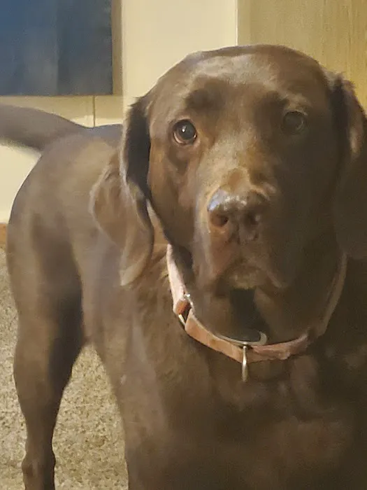 Boothbay Animal Hospital 6
