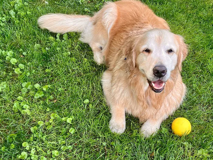 Boothbay Animal Hospital 3