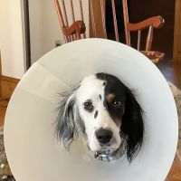 Medomak Veterinary Services ico