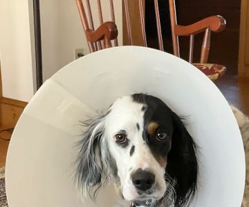 Medomak Veterinary Services