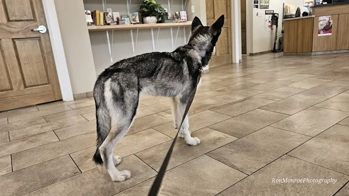 Champlain Veterinary Clinic 2