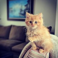 Champlain Veterinary Clinic ico