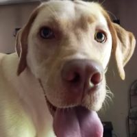 Tanneberger Veterinary Hospital ico