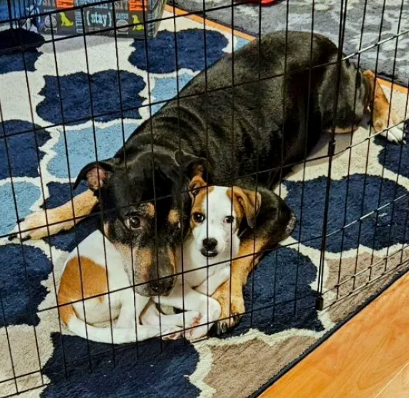 Candor Animal Care P.C. 1