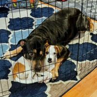 Candor Animal Care P.C. ico