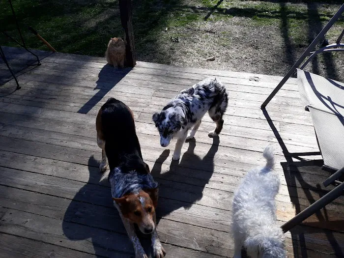 Candor Animal Care P.C. 2