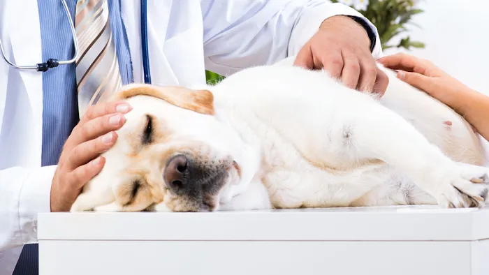 Candor Animal Care P.C. 9