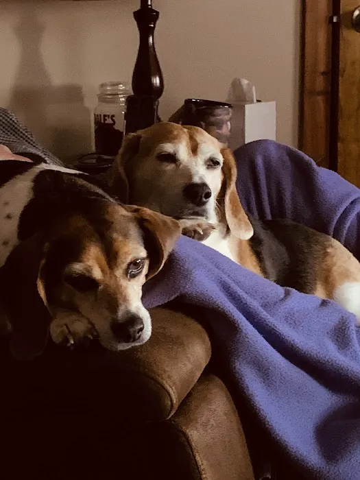 Laurel Hill Veterinary Service, Inc. 10
