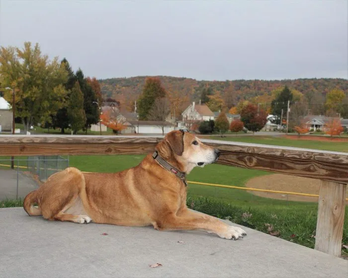 Towanda Creek Animal Hospital 7