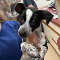 Lewiston Animal Hospital ico