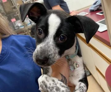 Lewiston Animal Hospital