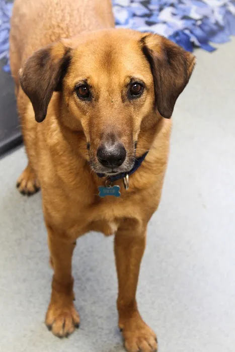 Lewiston Animal Hospital 7