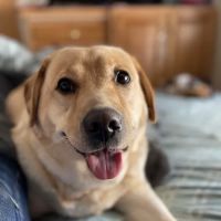 Midcoast Animal Emergency Clinic ico