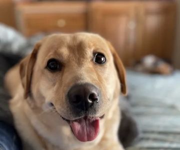 Midcoast Animal Emergency Clinic