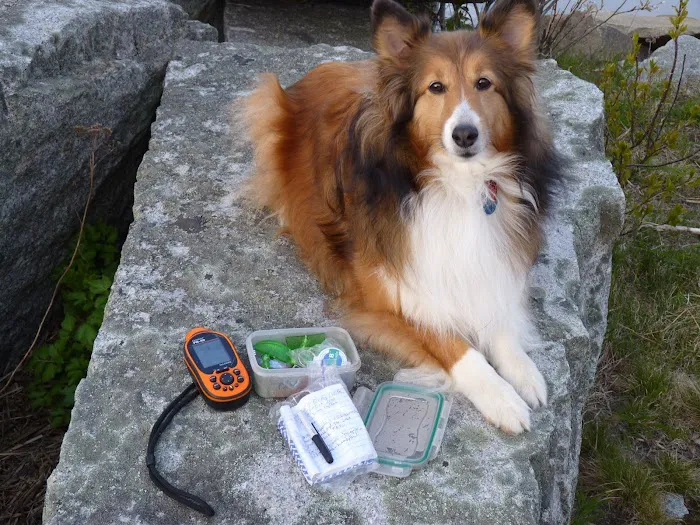 Midcoast Animal Emergency Clinic 10