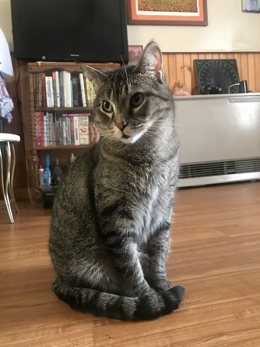 Midcoast Animal Emergency Clinic 8