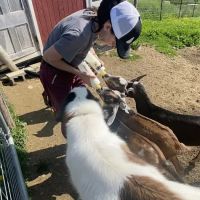 Horse And Hound Veterinary Services ico