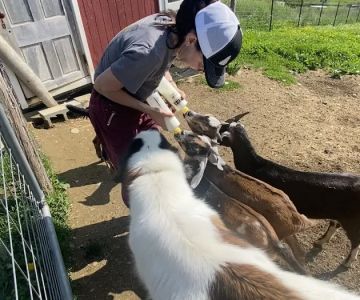 Horse And Hound Veterinary Services