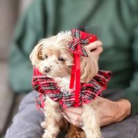 Rockland Animal Hospital ico