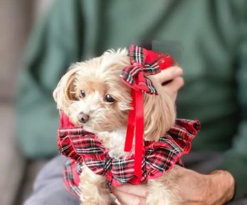 Rockland Animal Hospital