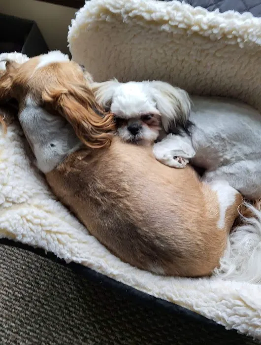 Rockland Animal Hospital 3