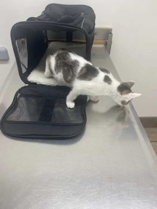 All Creatures Veterinary Hospital 8