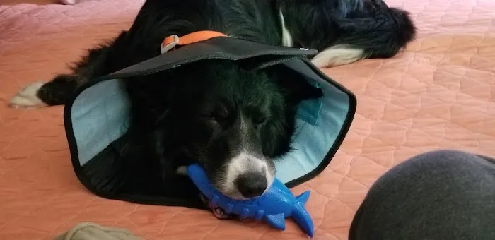 All Creatures Veterinary Hospital 9