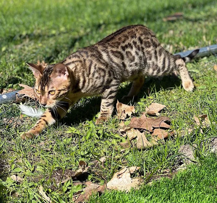 The Nor’Easter Bengal 3