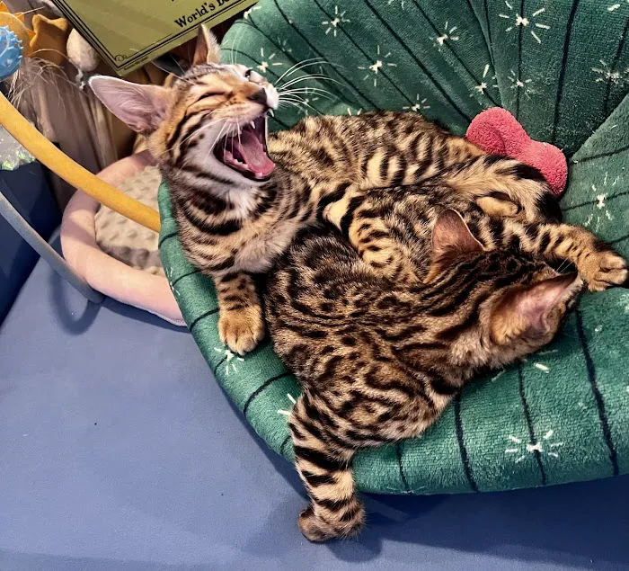 The Nor’Easter Bengal 1