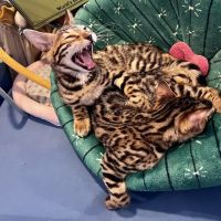 The Nor’Easter Bengal ico