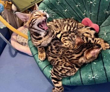 The Nor鈥橢aster Bengal