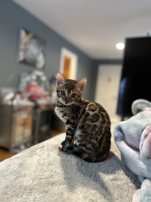 The Nor’Easter Bengal 2