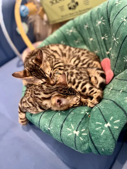 The Nor’Easter Bengal 4