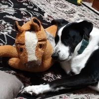 PenBay Veterinary Associates ico