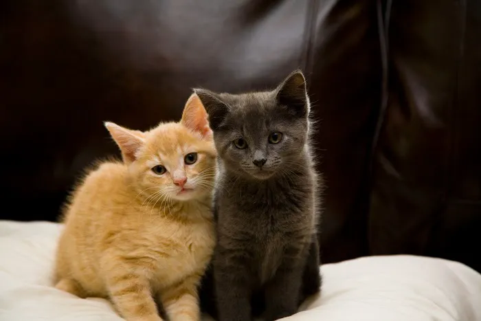 The Camden Hospital for Animals 8