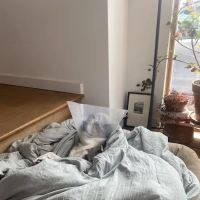 The Camden Hospital for Animals ico