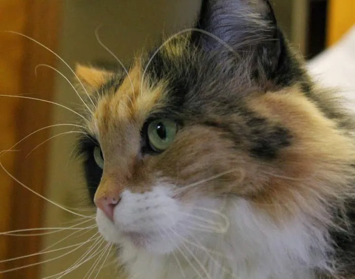 The Camden Hospital for Animals 9