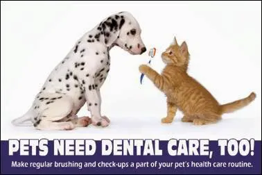 The Camden Hospital for Animals 7