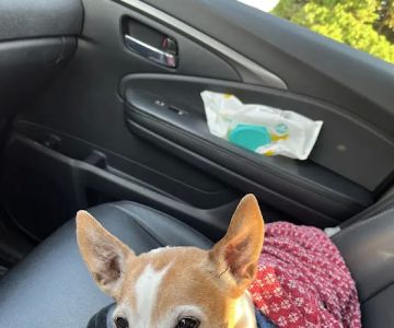 Cold Hollow Veterinary Services
